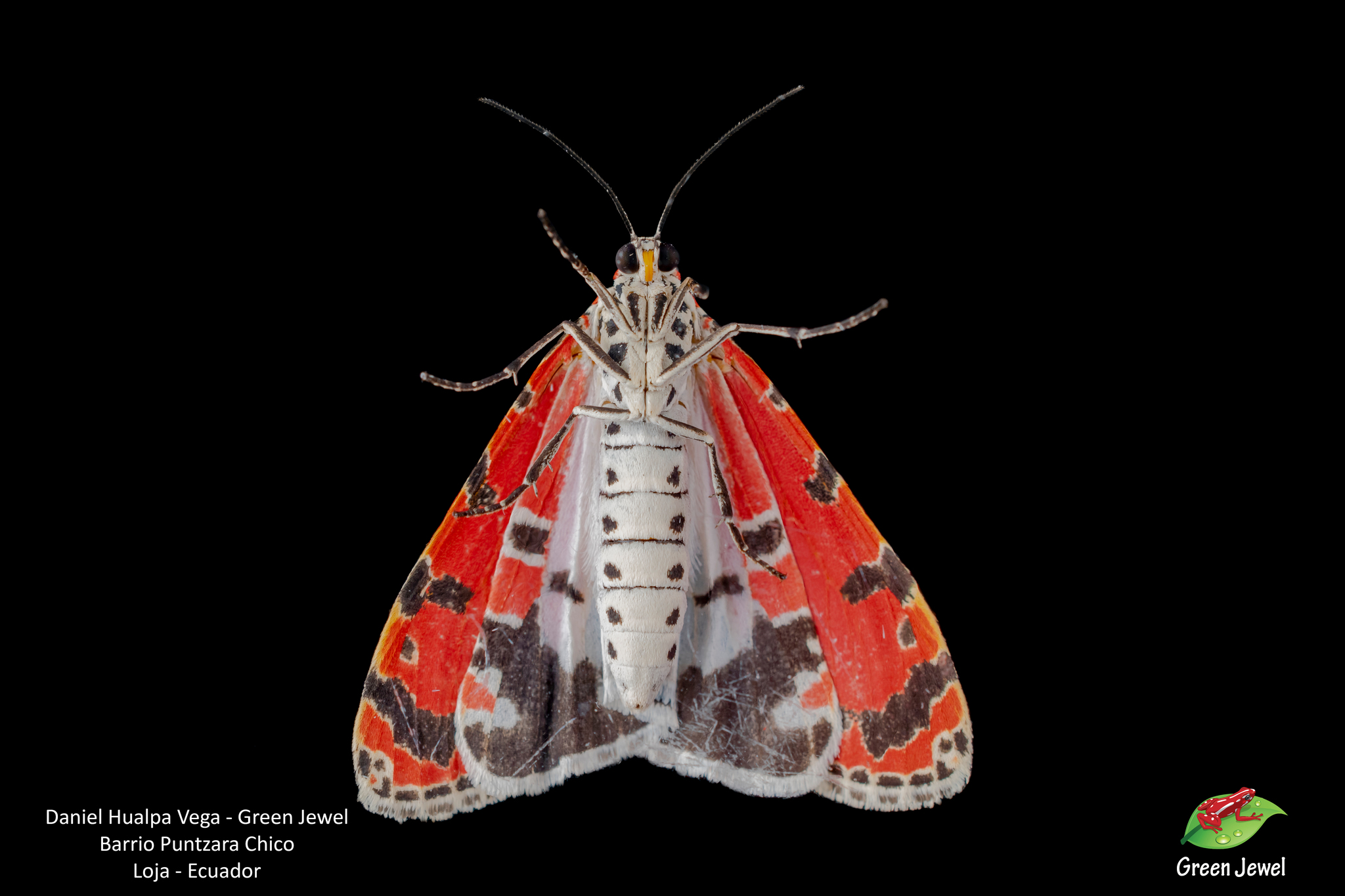 Utetheisa ornatrix image