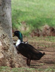 Anas platyrhynchos domesticus