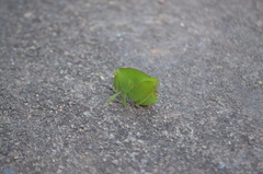 Plagiotriptus hippiscus