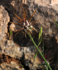 Centaurea eryngioides