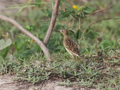 Anthus lutescens lutescens