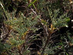 Astragalus bethlehemiticus
