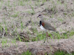 Vanellus chilensis lampronotus