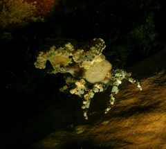 Cyclocoeloma tuberculatum