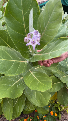 Calotropis gigantea observed 2026-06-04