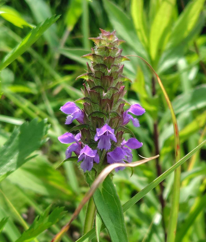 Prunella vulgaris asiatica