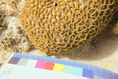 Oulophyllia bennettae