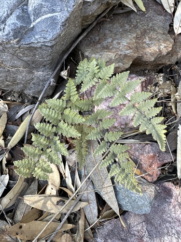 Eaton's lipfern