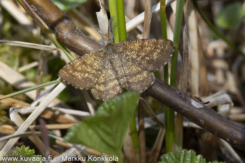 Common Heath