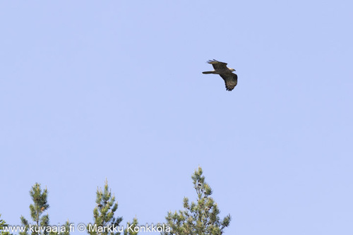 European Honey-buzzard