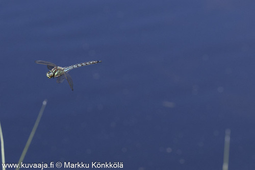 Hairy Dragonfly