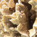 Serpent Coral - Photo (c) Ryan McMinds, some rights reserved (CC BY)
