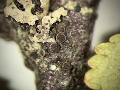 Rinodina septentrionalis