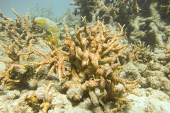 Echinopora mammiformis