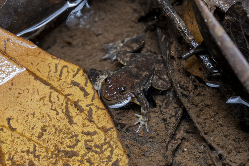 Occidozyga sumatrana, 2026-06-04