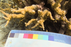 Echinopora mammiformis