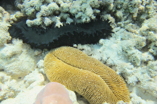 Ctenactis echinata