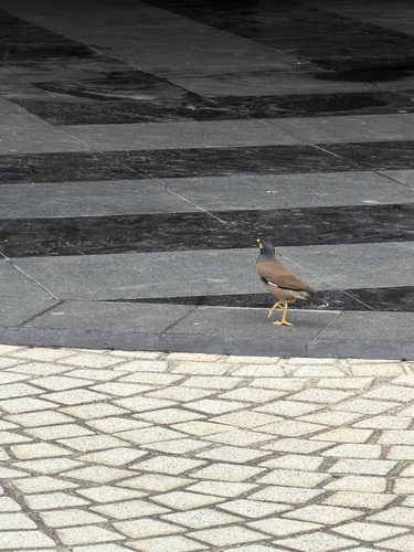 Common Myna