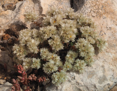 Paronychia capitata