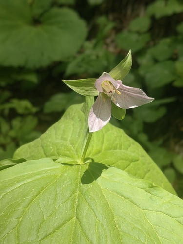 Trillium × hagae iNat (3)