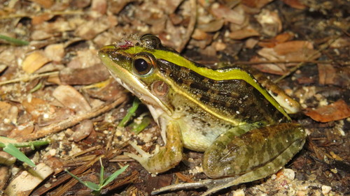 Nile Ridged Frog, Ptychadena nilotica