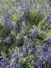 Salvia chamaedryoides