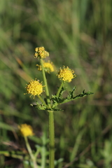 Sanicula arguta