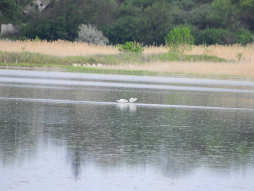 iNaturalist image