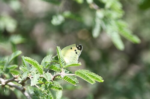 Colotis phisadia phisadia
