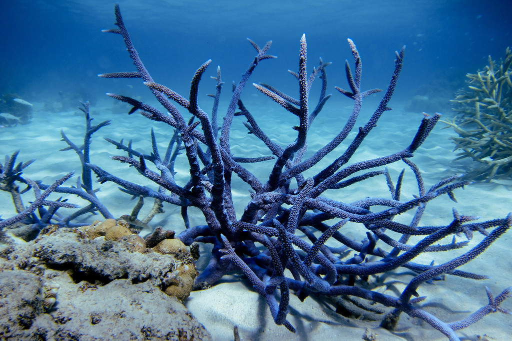 Acropora muricata