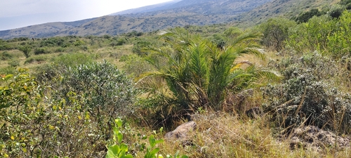 Reclining Date Palm