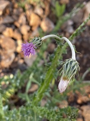 Carduus argentatus