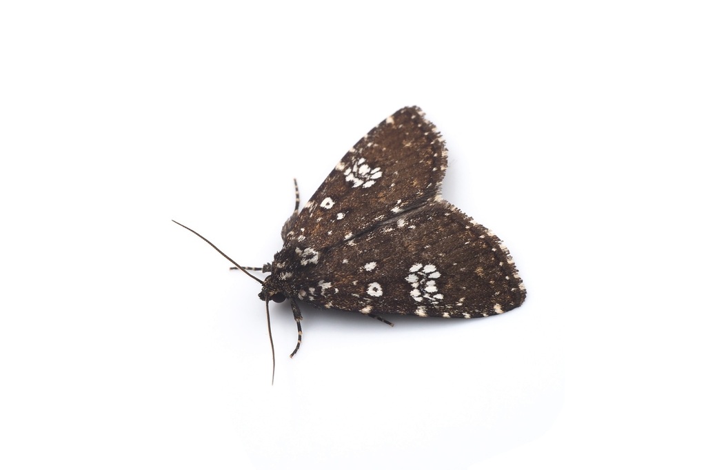 Prospalta cyclica