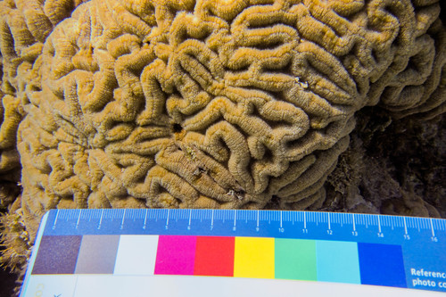 Lobophyllia radians