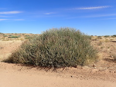 Euphorbia gregaria