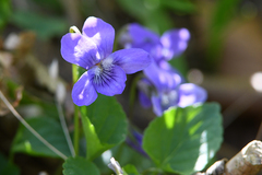 Viola × bavarica