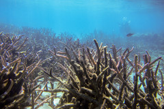 Acropora muricata