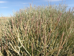 Euphorbia gregaria