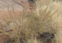 Indigofera heterotricha