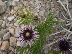 Gypothamnium pinifolium