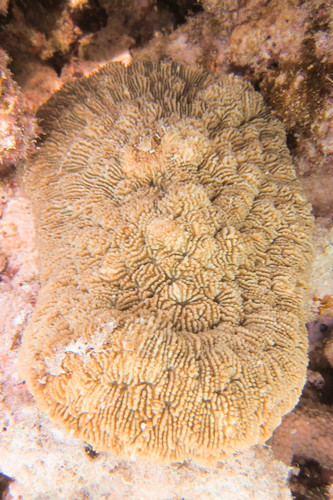 Sandalolitha robusta