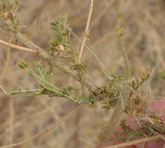 Indigofera heterotricha