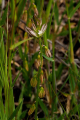 Polygala monspeliaca
