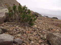 Gypothamnium pinifolium