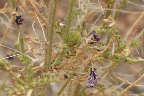 Image of Indigofera heterotricha by (c) Nicola van Berkel, some rights reserved (CC BY-SA)