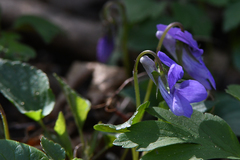 Viola × bavarica