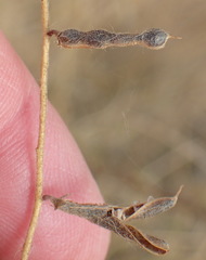 Indigofera heterotricha