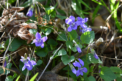 Viola × bavarica