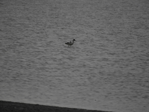 iNaturalist: (c) Лавріненко Катерина, some rights reserved (CC BY-NC), uploaded by Лавріненко Катерина iNaturalist image