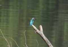Alcedo atthis
